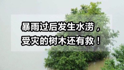 【園林養(yǎng)護(hù)百科】河南中威淺析暴雨過(guò)后發(fā)生水澇，受災(zāi)的樹(shù)木還有救!