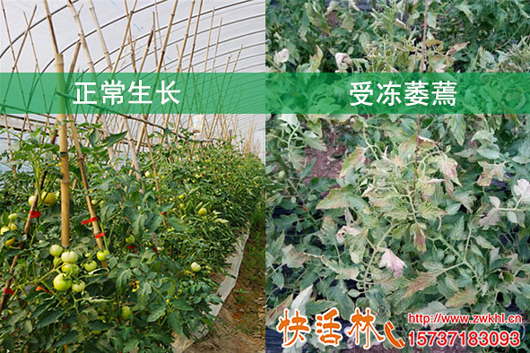 冬季蔬菜防凍打快活林植物防凍劑西紅柿抗凍增品質(zhì)竟比葉面肥還強