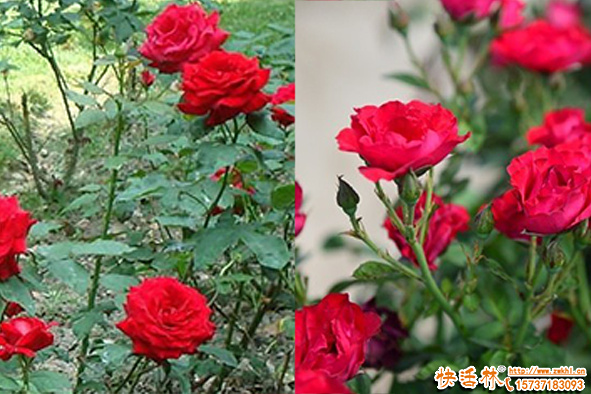 玫瑰花怎么種植方法有哪些？花圃怎么管理長(zhǎng)得好？