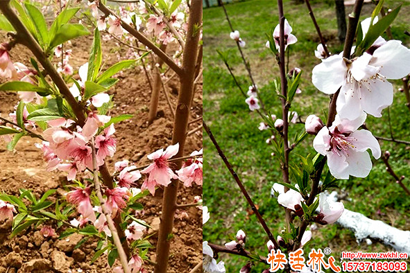 新栽桃樹(shù)不發(fā)芽的原因是什么？為什么比別人家發(fā)芽慢？