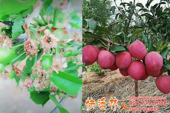 快活林植物抗寒防凍劑防倒春寒河北保定常經(jīng)理蘋(píng)果樹(shù)凍害輕恢復(fù)快