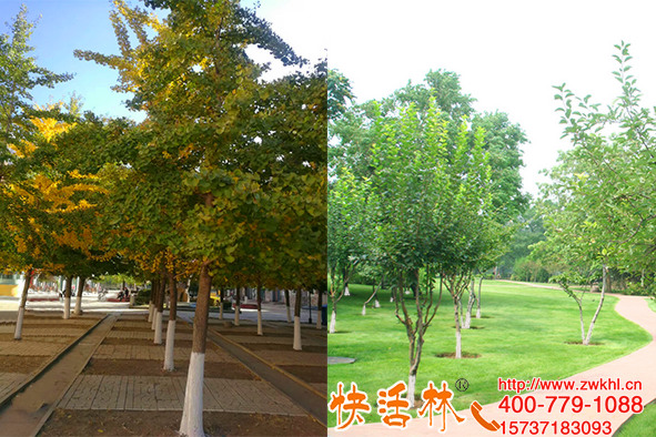 公園涂刷快活林樹干涂白劑，防蟲安全不掉粉