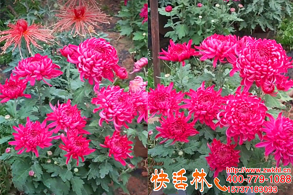 耐寒菊花也噴快活林植物防凍劑，王經(jīng)理說花期延長(zhǎng)了半月