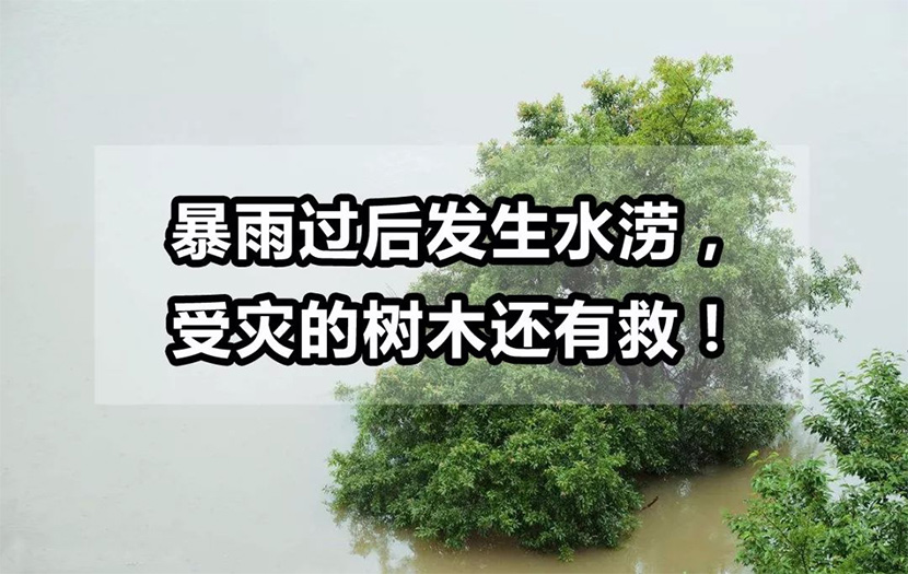 【園林養(yǎng)護(hù)百科】河南中威淺析暴雨過后發(fā)生水澇，受災(zāi)的樹木還有救!