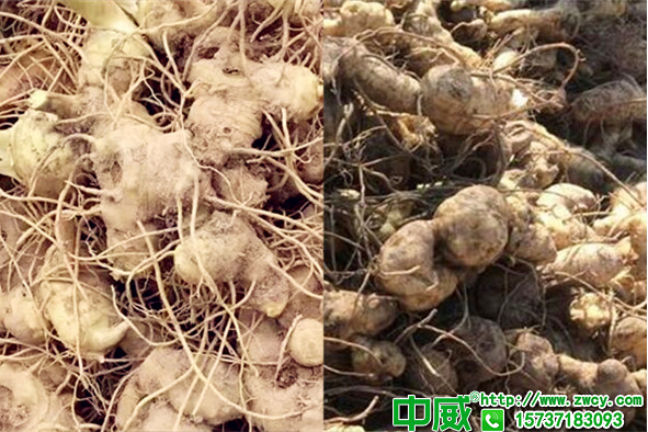 黃精種植技術(shù)應(yīng)該怎么管理？種植黃精用什么肥好？