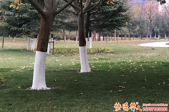 快活林涂白劑公園涂白