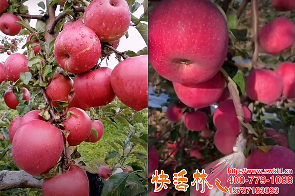 快活林果樹栽培生根劑廠家養(yǎng)護產(chǎn)品種類多因地使用更專業(yè)果農(nóng)喜歡