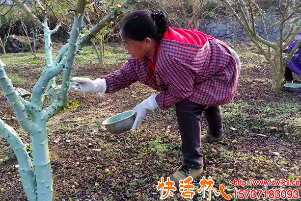 怎么救助樹木凍傷花椒怎么預(yù)防倒春寒果樹開花期防凍技術(shù)找快活林