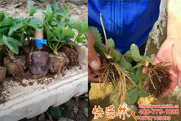 草莓種植澆上快活林植物生根劑根系龐大提苗健壯根得勁這么明顯