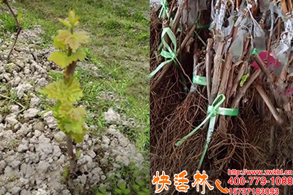 快活林生根粉哪里有賣，山東青島劉經(jīng)理干癟的葡萄苗發(fā)芽了