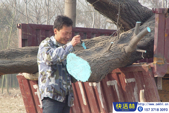 快活林愈傷膏使用