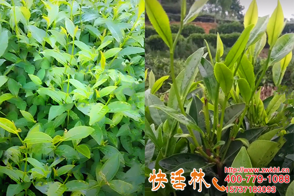 茶葉怎復壯快？快活林植物生根劑茶葉壯苗明顯葉片厚綠根系發(fā)達