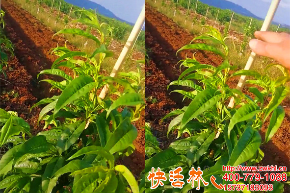 新移栽的植物澆生根粉成活高，胡經(jīng)理多年栽樹的秘密原來(lái)是快活林