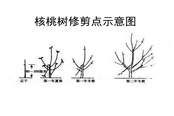 快活林核桃樹修剪示意圖