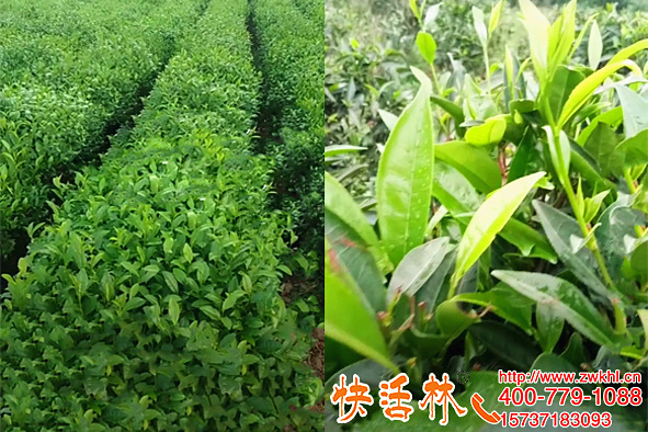 不懂植物生根技巧怎么做苗圃，快活林根得勁生根壯苗有方法