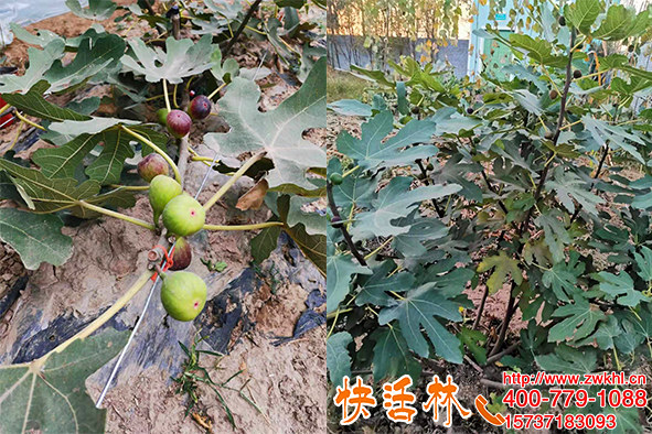 快活林農(nóng)作物防凍劑，無(wú)花果防寒抗凍山地濕冷提高抗寒能力