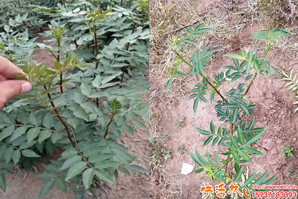 快活林生根劑花椒樹移栽