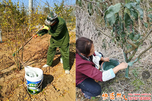 快活林涂白劑果樹使用