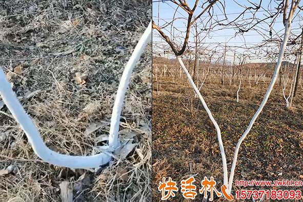 清園后為什么要刷果樹涂白劑獼猴桃清園應該著重注意什么