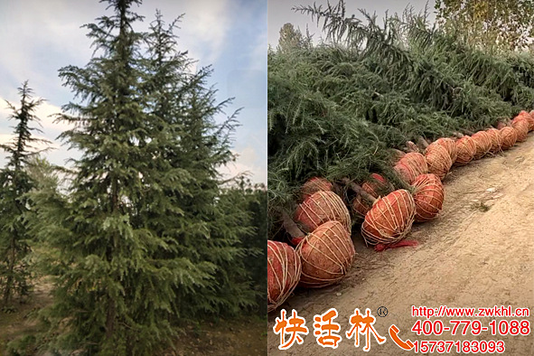 新移栽的植物澆生根粉成活才能高，用快活林養(yǎng)雪松全部成活