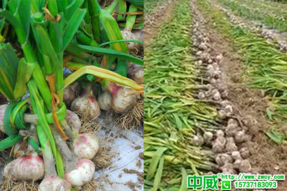 生物菌肥哪家好？農(nóng)業(yè)種植為什么越來越多用菌肥？