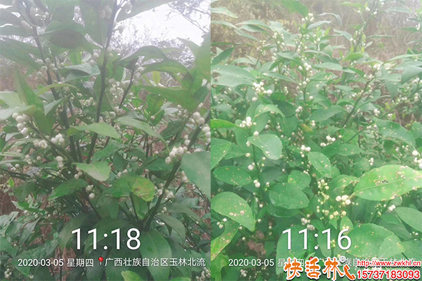 快活林柑橘樹開花