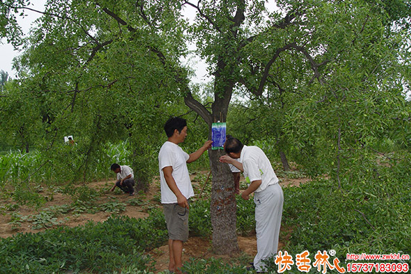 快活林吊針液棗樹使用