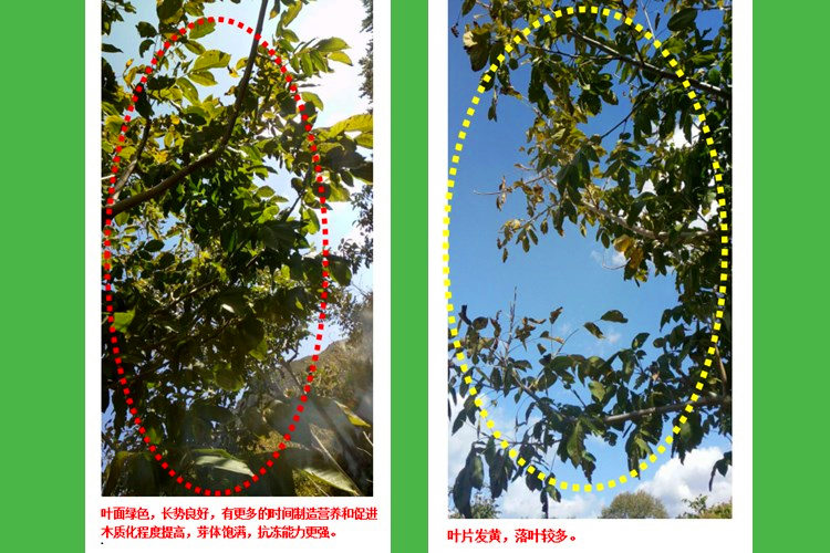 快活林果樹防凍劑噴鐵核桃，延慶閆經(jīng)理沒到冬天就看到了希望