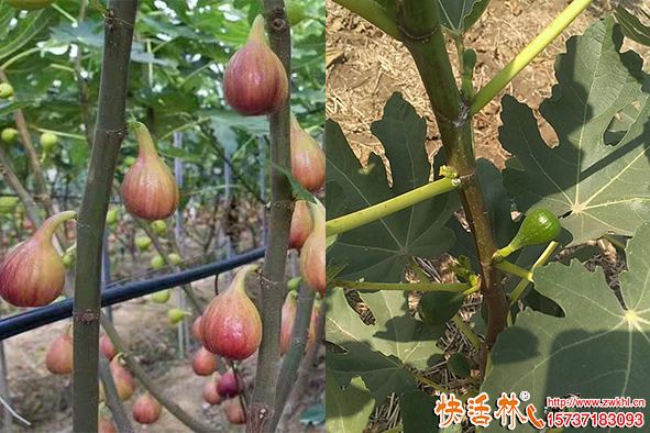 快活林防凍劑無花果防凍