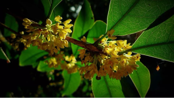 中威,中威春雨,桂花養(yǎng)護,桂花為什么不開花，快活林園林養(yǎng)護