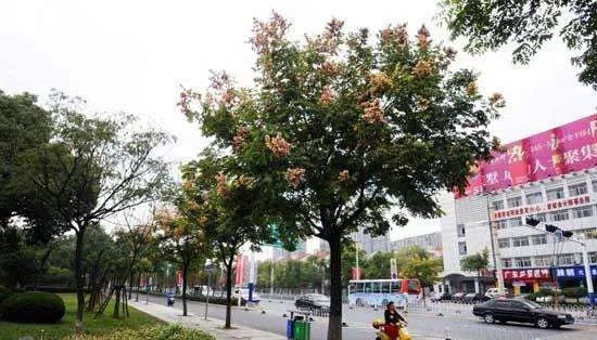 中威,中威春雨,桂花養(yǎng)護,桂花為什么不開花，快活林園林養(yǎng)護