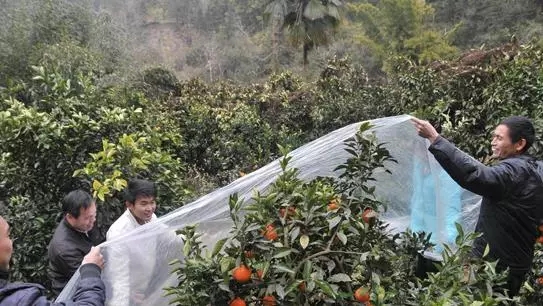 中威,中威春雨,秋季移栽,樹(shù)木移栽,快活林防凍劑