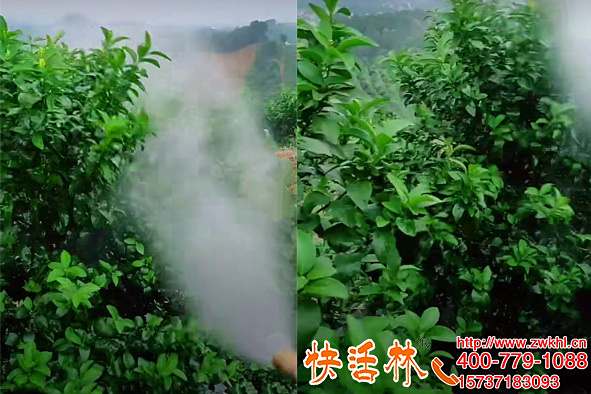 快活林植物抗凍劑柑橘防寒湖北襄陽(yáng)薛經(jīng)理經(jīng)理兩次倒春寒沒(méi)出問(wèn)題