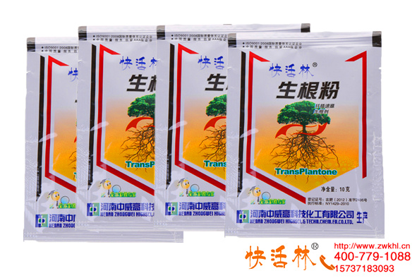 好用的生根粉哪里有賣的，江西贛江辛經(jīng)理百香果10天爆發(fā)式生根