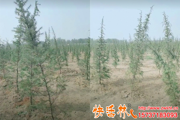 新移栽的植物澆生根粉成活率才會(huì)高，雪松樹移栽用什么