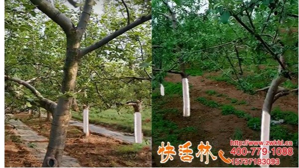 陜西延安馮經(jīng)理用快活林給蘋果樹涂白防凍防爛明顯鄰居也要這么涂