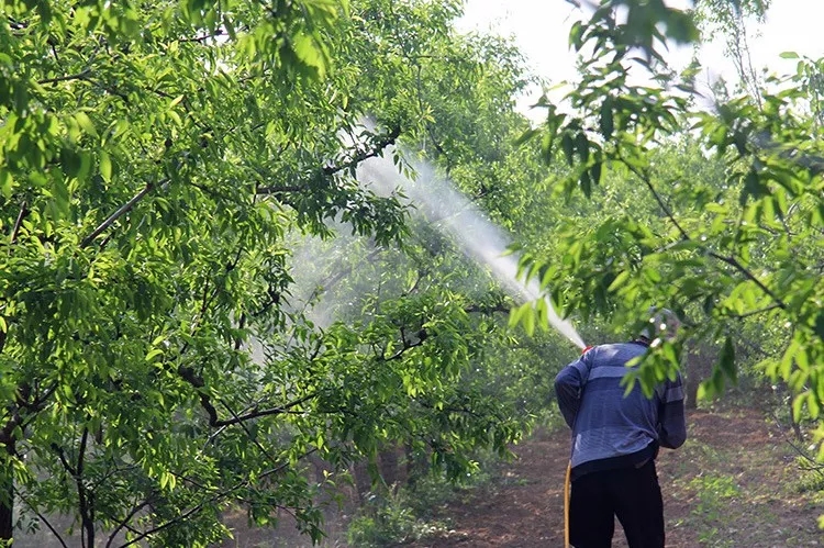 中威,中威春雨,夏季噴藥注意事項(xiàng)，快活林園林養(yǎng)護(hù)