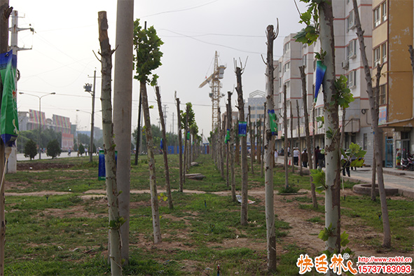 路邊掛的給樹輸液的營養(yǎng)袋有什么用？吊針液哪種效果好？