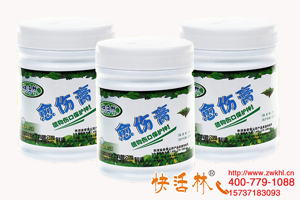 植物傷口怎么處理，江蘇南通李經(jīng)理老樁盆景修剪刷快活林愈傷膏