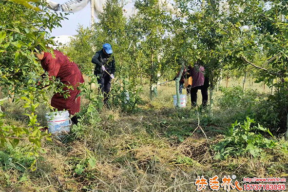 快活林花椒樹涂白