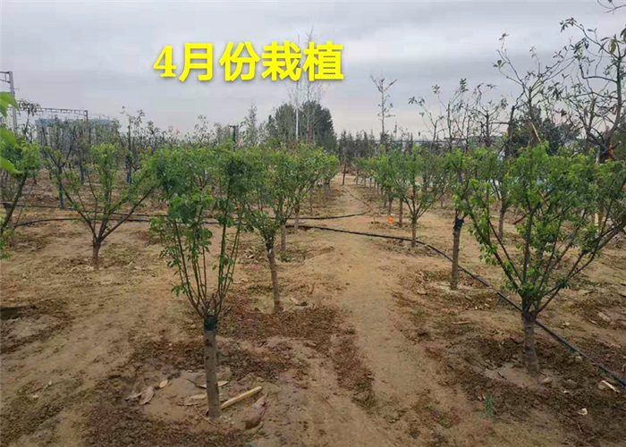 果樹生根劑用什么好，碧桃園用了快活林2周恢復(fù)正常