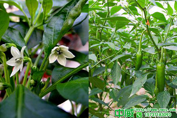 辣椒施什么肥茬茬都高產(chǎn)，用肥不同收益差異大