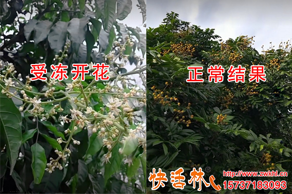 植物防凍劑那個品牌好，廣東廉江龍眼防寒依靠快活林多收一兩倍