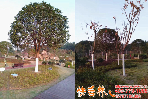 公園刷的樹木涂白劑什么牌子好，快活林噴施方便蹭也不宜掉