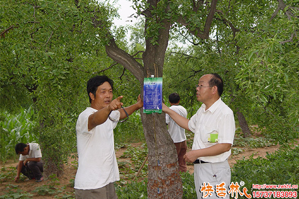 快活林營養(yǎng)液棗樹使用