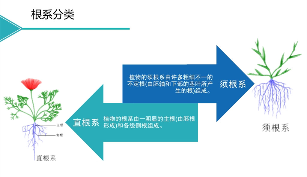 中威春雨吲哚丁酸鉀生根原藥400-779-1088