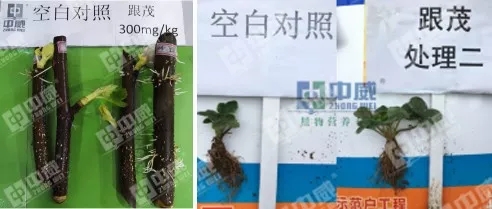 中威春雨吲哚丁酸鉀生根原藥400-779-1088