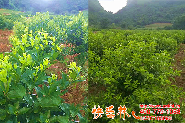 植物生根關(guān)系大，四川內(nèi)江孫經(jīng)理柑橘用快活林養(yǎng)根半月恢復(fù)旺盛