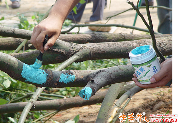 快活林愈傷膏使用