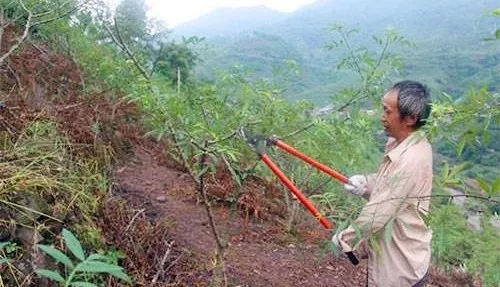 中威,中威春雨,花椒冬季養(yǎng)護,花椒養(yǎng)護要點,快活林涂白劑,快活林防凍劑